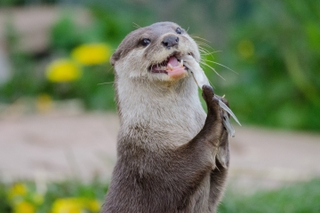 Become part of our wetlands family this spring